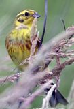 Trznadel, samiec, Emberiza citrinella