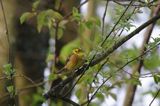 Trznadel, Emberiza citrinella