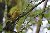 Trznadel, Emberiza citrinella