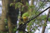 Trznadel, Emberiza citrinella