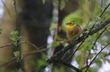 Trznadel, Emberiza citrinella