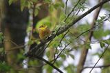 Trznadel, Emberiza citrinella