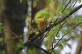 Trznadel, Emberiza citrinella