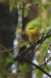 Trznadel, Emberiza citrinella