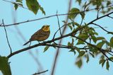 Trznadel, Emberiza citrinella