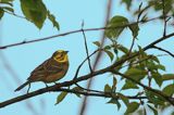 Trznadel, Emberiza citrinella