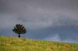 Samotne drzewko, Projektowany Turnicki Park Narodowy, Pogórze Przemyskie