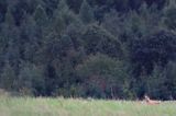 Lis, Vulpes vulpes, Projektowany Turnicki Park Narodowy, Pogórze Przemyskie