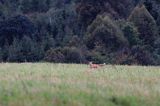 Lis, vulpes vulpes, Projektowany Turnicki Park Narodowy, Pogórze Przemyskie