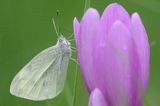 Bielinek na zimowicie, Bielinek rzepnik, Pieris rapae, Zimowit jesienny, Colchicum autumnale