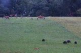 jeleń szlachetny, europejski, Cervus elaphus elaphus jeleń karpacki, dziki i lis, projektowany Turnicki Park Narodowy