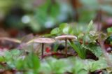 Twardzioszek czosnaczek, Mycetinis scorodonius, buczyna, Bieszczady