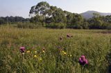 tereny opuszczonej wsi Tworylne, Park Karjobrazowy Doliny Sanu, Bieszczady