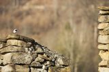 ruiny na Tworylnem pod Otrytem, Park Krajobrazowy Doliny Sanu, Bieszczady, pliszka siwa Motacilla alba