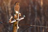 Puszczyk uralski, Strix uralensis