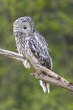 Puszczyk uralski, Strix uralensis