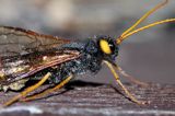 Trzpiennik olbrzym, Urocerus gigas, The Giant Woodwasp, Banded Horntail, or Greater Horntail