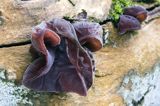 Uszak bzowy, Auricularia auricula-judae, na bzie czarnym, Bieszczady