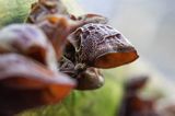 Uszak bzowy, Auricularia auricula-judae, na bzie czarnym, Bieszczady