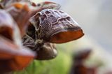 Uszak bzowy, Auricularia auricula-judae, na bzie czarnym, Bieszczady