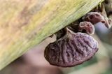 Uszak bzowy, Auricularia auricula-judae, na bzie czarnym, Bieszczady