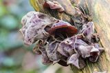 Uszak bzowy, Auricularia auricula-judae, na bzie czarnym, Bieszczady