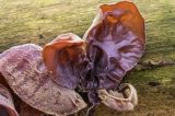 Uszak bzowy, Auricularia auricula-judae, na bzie czarnym, Bieszczady