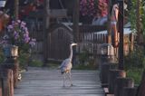 czapla siwa Ardea cinerea) na pomoście, port jachtowy w Krummin na wyspie Uznam, Niemcy