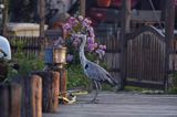 czapla siwa Ardea cinerea port Krummin, wyspa Uznam, Niemcy