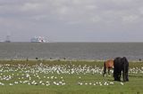 konie i mewy na wyspie Vlieland, Wyspy Fryzyjskie, Holandia, Waddensee, Morze Wattowe