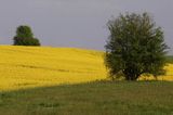 pole rzepaku, Warmia