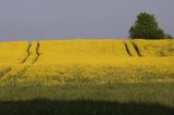 pole rzepaku, Warmia