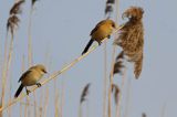 Wąsatka, Panurus biarmicus, samiec i samica