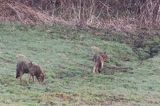 wilki, Canis lupus
