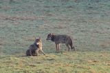 wilki, Canis lupus