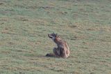 wilk, Canis lupus