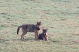 wilki, Canis lupus