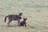 wilki, Canis lupus