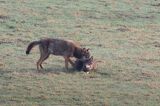 wilki, Canis lupus