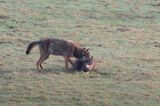 wilki, Canis lupus