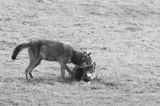wilki, Canis lupus