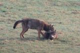wilki, Canis lupus
