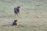 wilki, Canis lupus
