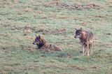 wilki, Canis lupus