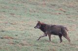 wilk, Canis lupus