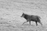 wilk, Canis lupus