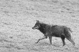 wilk, Canis lupus