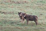 wilki, Canis lupus