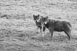wilki, Canis lupus