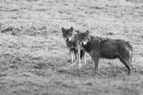 wilki, Canis lupus